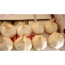 Chine Shandong Fresh Normal White Garlic